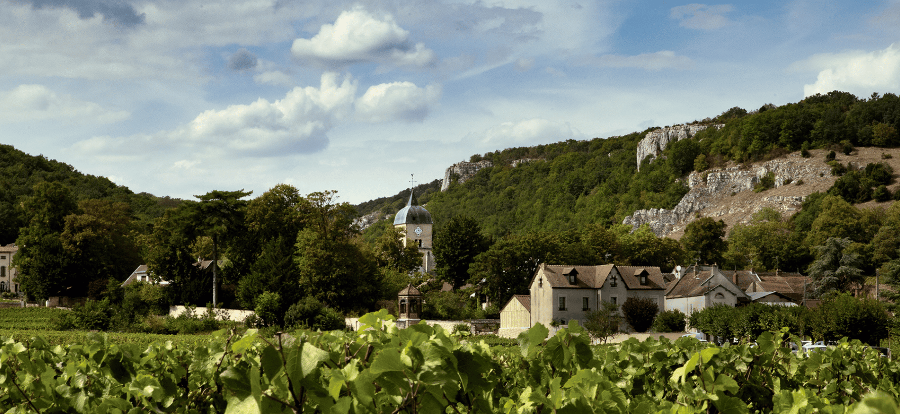 Chambolle-Musigny : guide complet de l'appellation