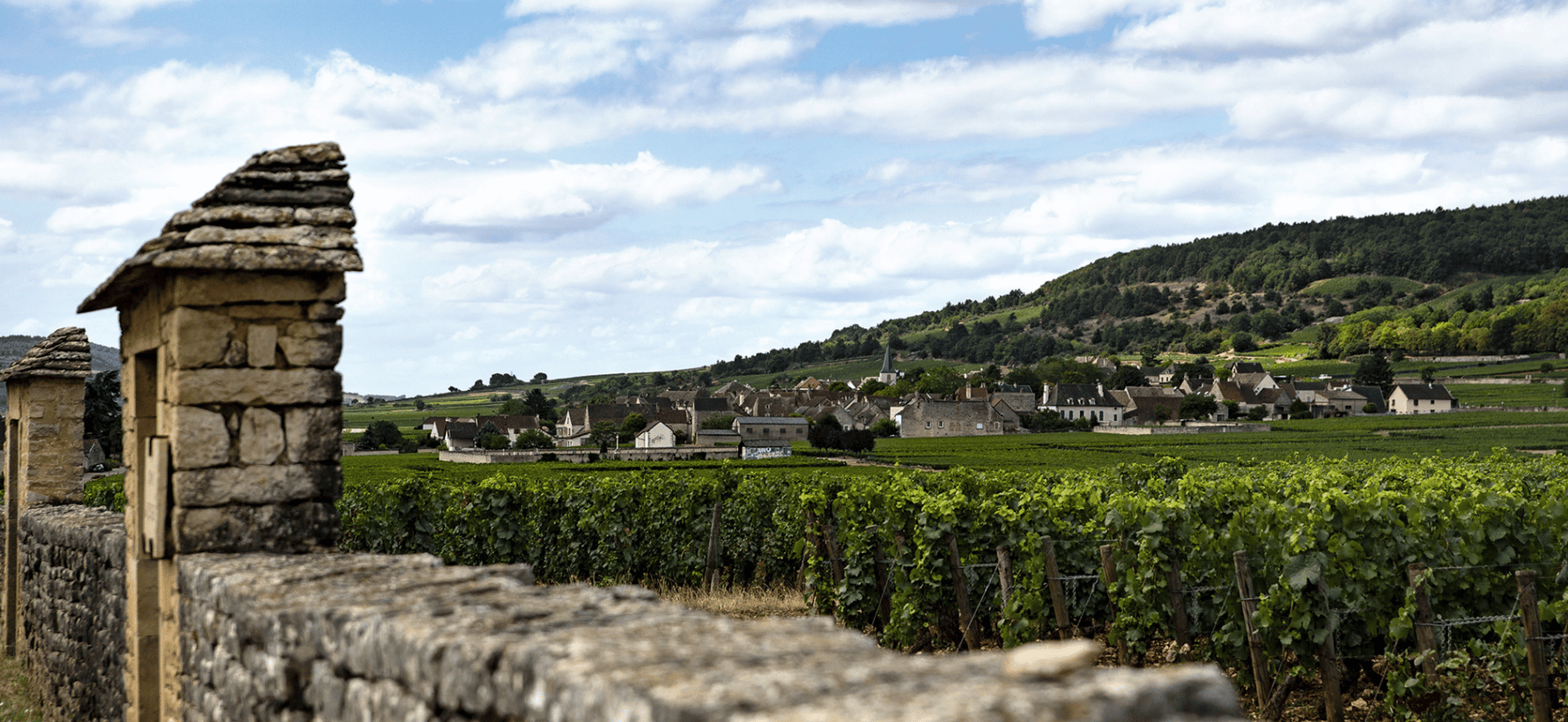 Vins de Chassagne-Montrachet : terroir, climats et domaines