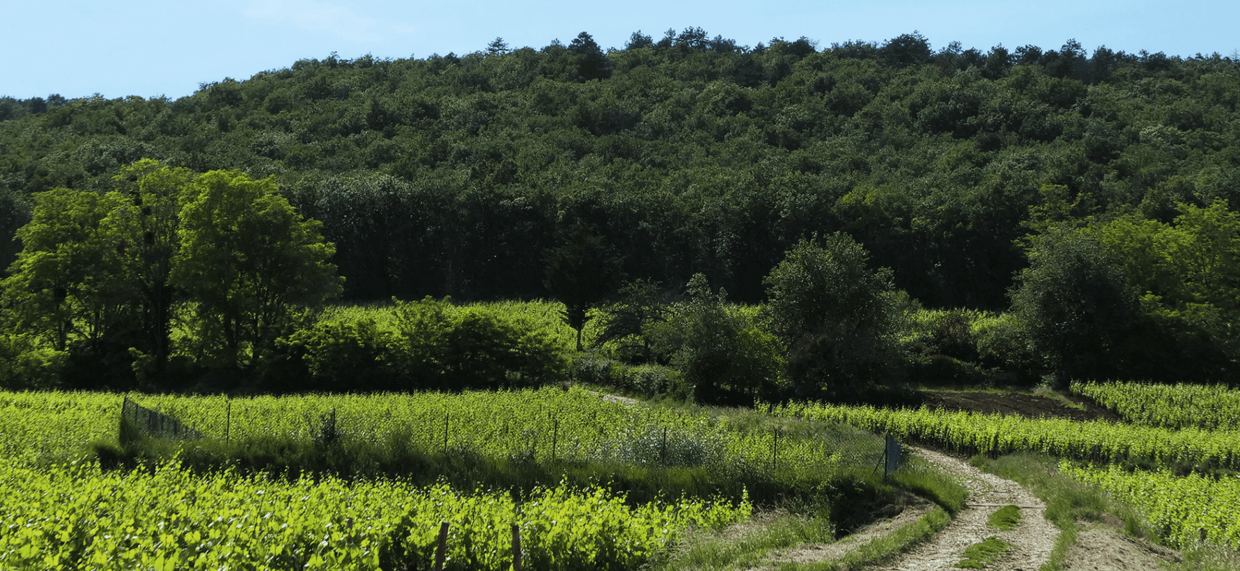Marsannay : l'appellation rouge, blanc et rosé de Bourgogne