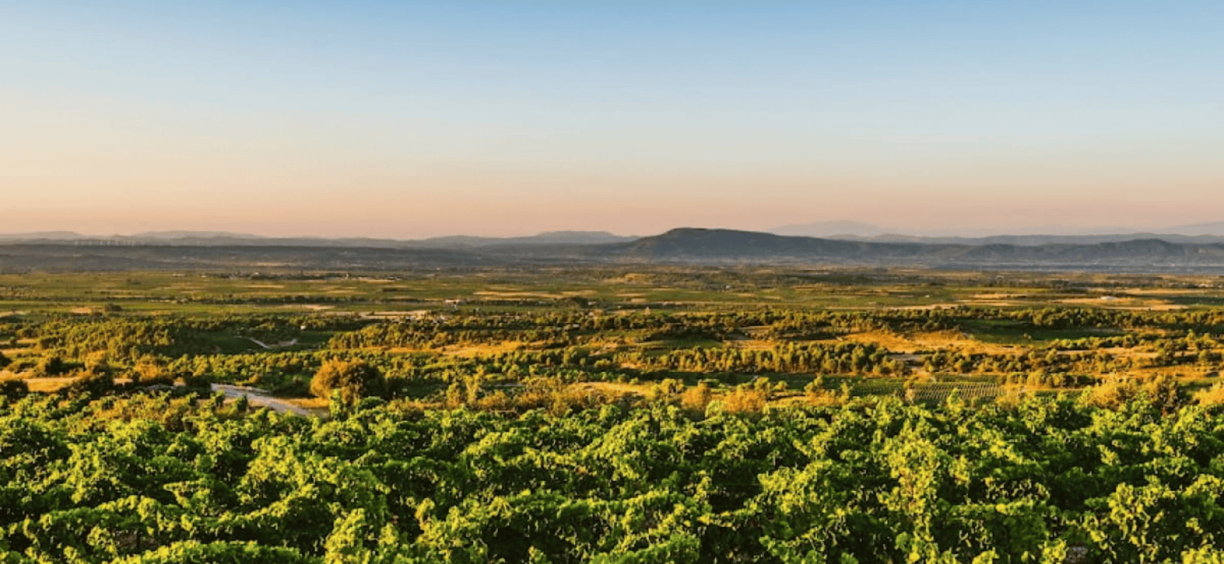 Corbières ou Minervois : le match entre de grands vins du Languedoc