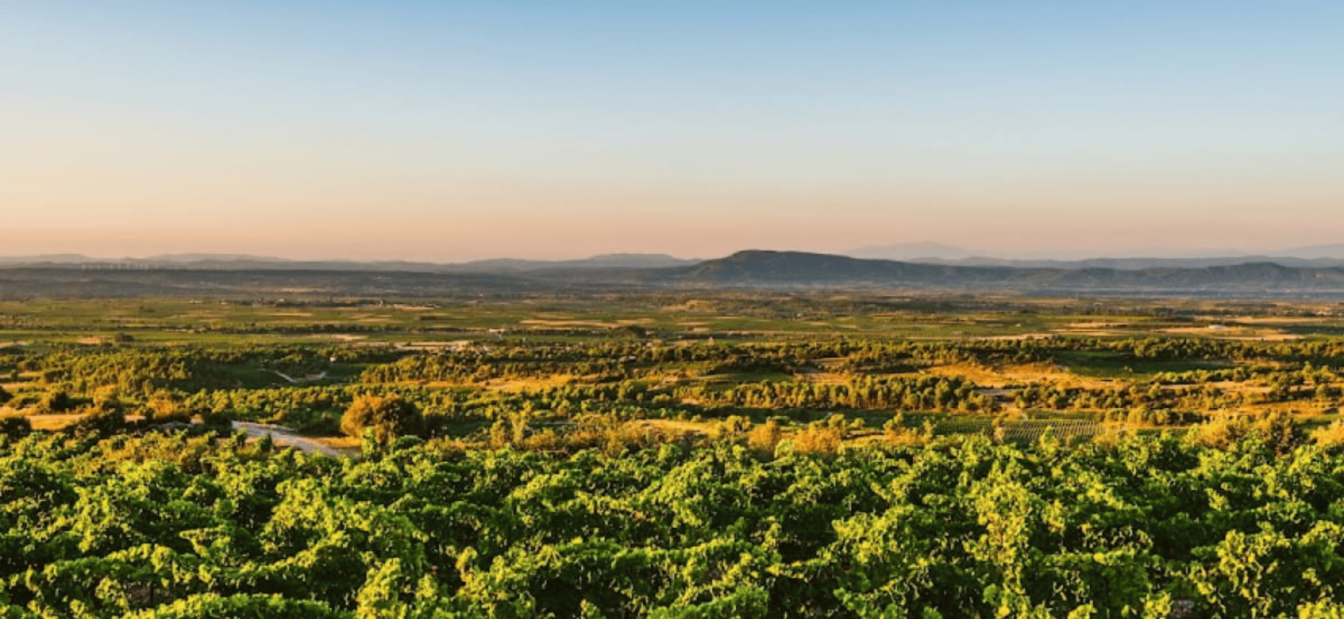 Corbières ou Minervois : le match entre de grands vins du Languedoc