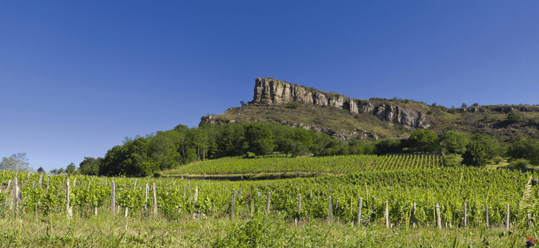 Pouilly-Fuissé Premier Cru : guide complet des 22 climats, millésimes et accord mets-vins