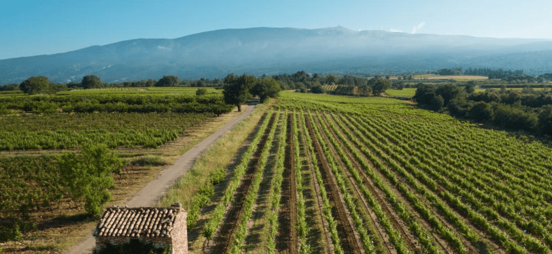 Ventoux : des vins frais du Rhône sud ?