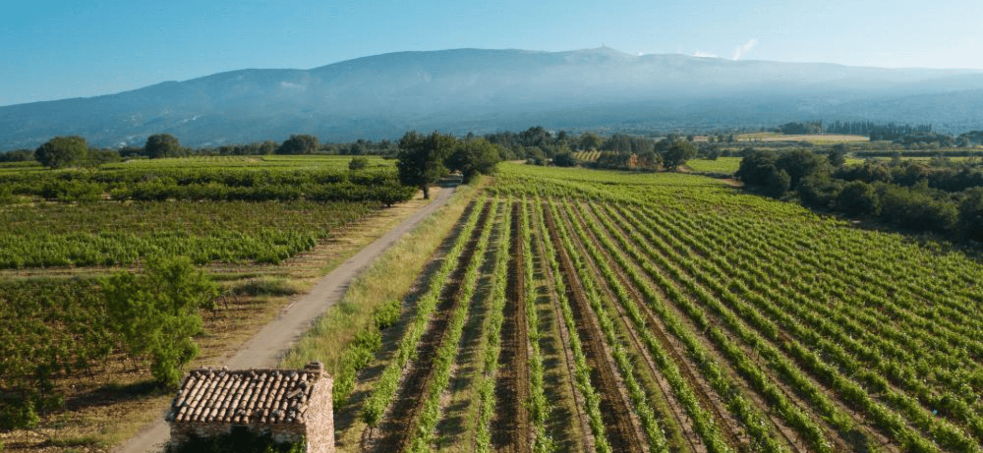 Ventoux : des vins frais du Rhône sud ?
