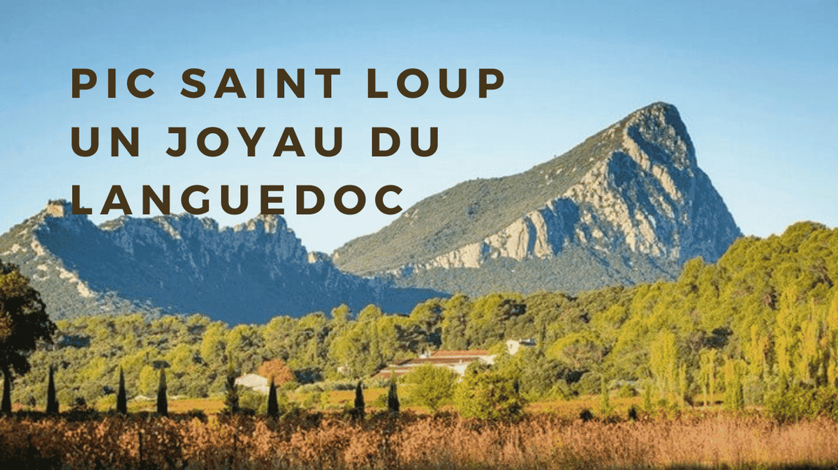 Tout savoir sur l’AOC Pic Saint Loup : un joyau du Languedoc