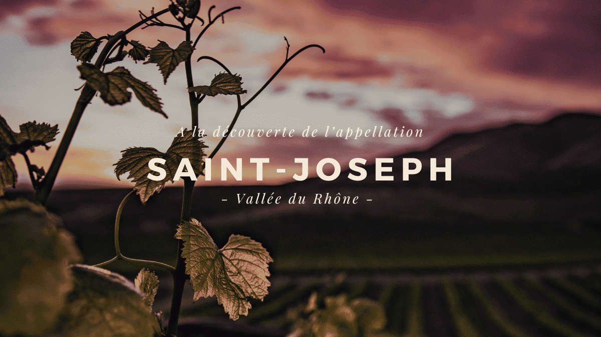 À la découverte des vins de Saint-Joseph