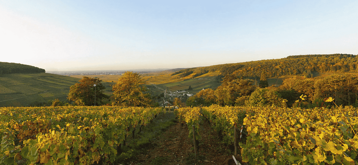 Découverte de Pernand-Vergelesses, pépite montante au pied de Corton-Charlemagne.