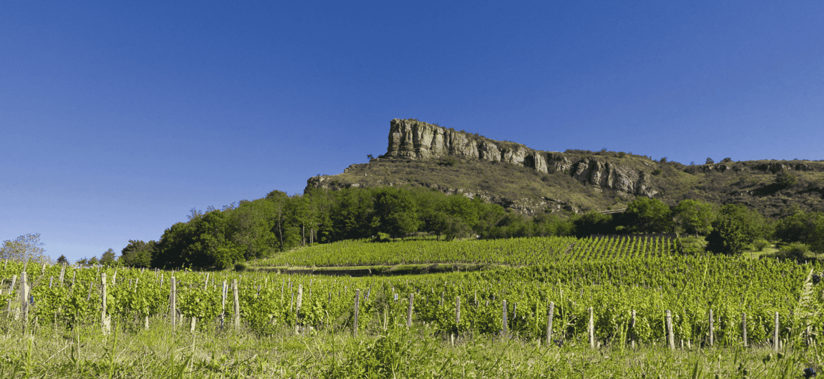 Pouilly-Fuissé Premier Cru : guide complet des 22 climats, millésimes et accord mets-vins
