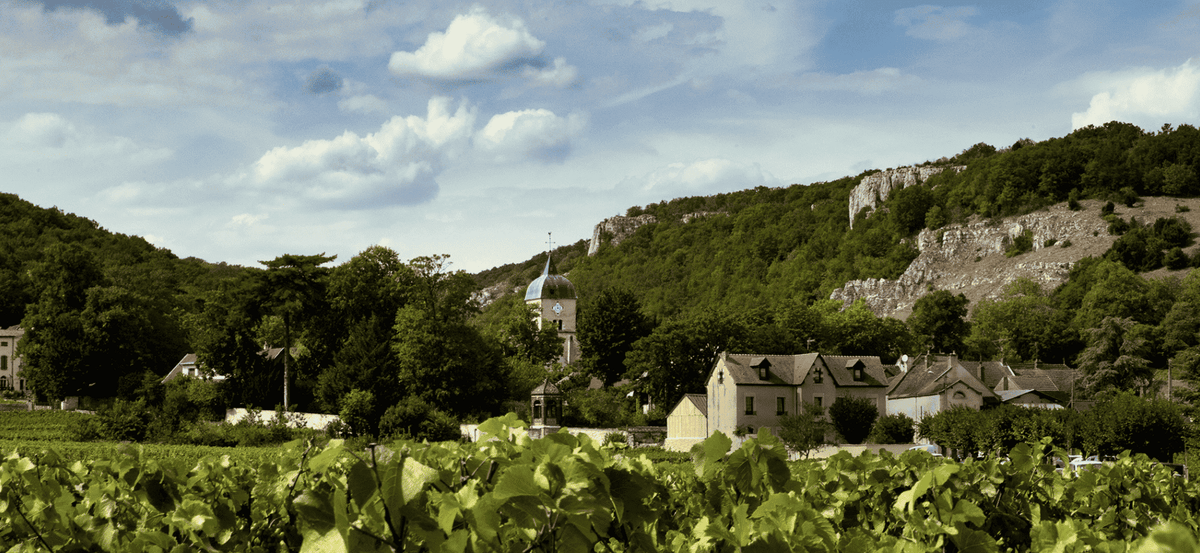 Chambolle-Musigny : guide complet de l'appellation