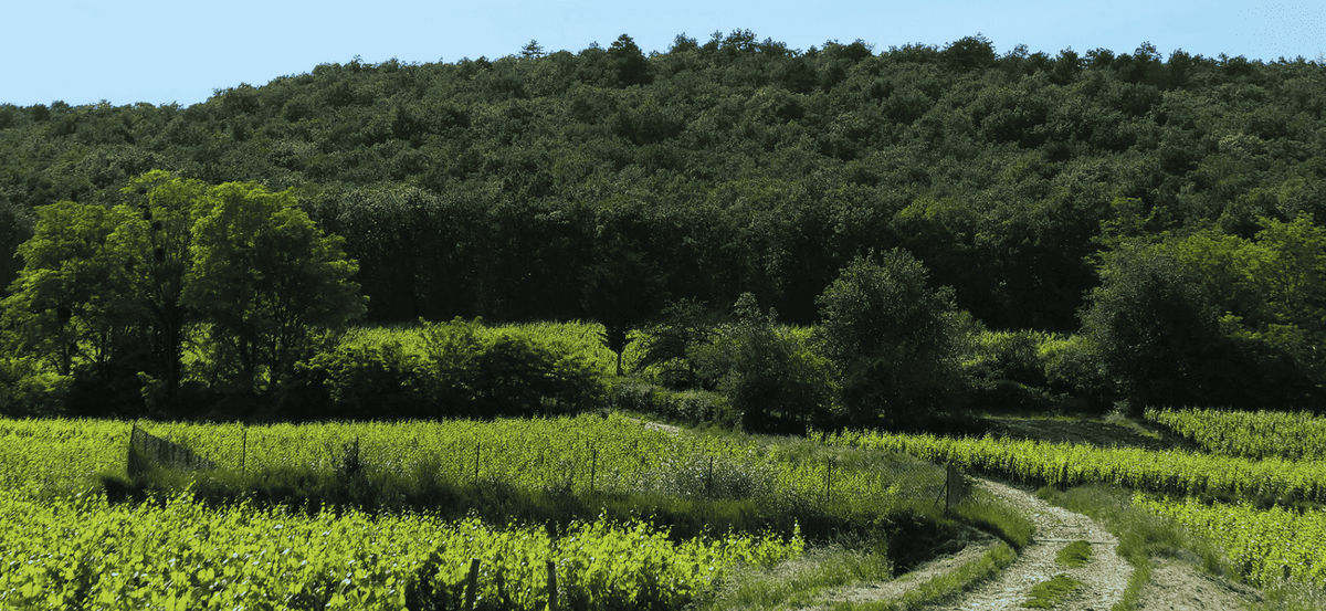Marsannay : l'appellation rouge, blanc et rosé de Bourgogne