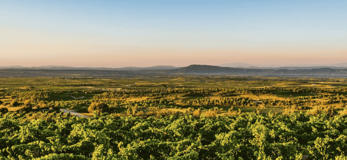 Corbières ou Minervois : le match entre de grands vins du Languedoc