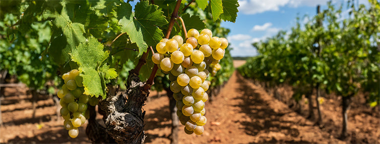 Aligoté – Fraîcheur & minéralité
