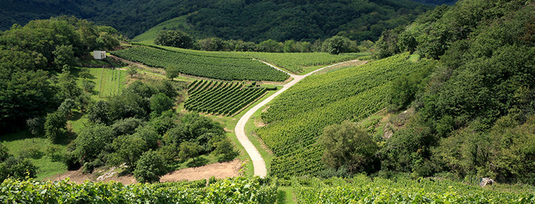 Vins d’Alsace – Grands blancs et Crémants élégants