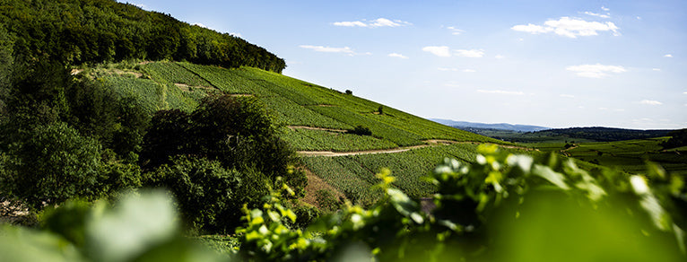 Vins de Bourgogne – Pinot Noir, Chardonnay, Crémants