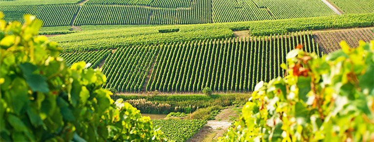 Champagne – Vins effervescents de terroir et prestige