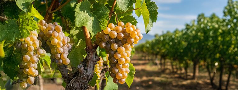 Chardonnay – Richesse & élégance