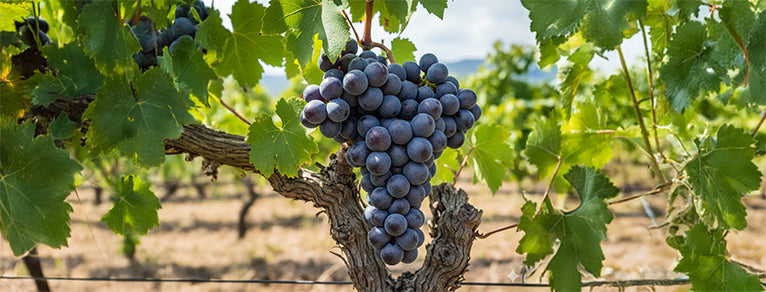 Grenache noir – Rouges puissants & Vins Doux Naturels