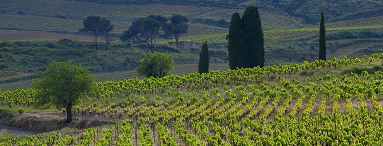 Vins du Languedoc-Roussillon – diversité & soleil du Sud