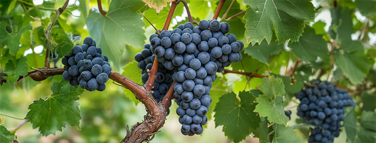 Merlot – Rouges souples & fruités