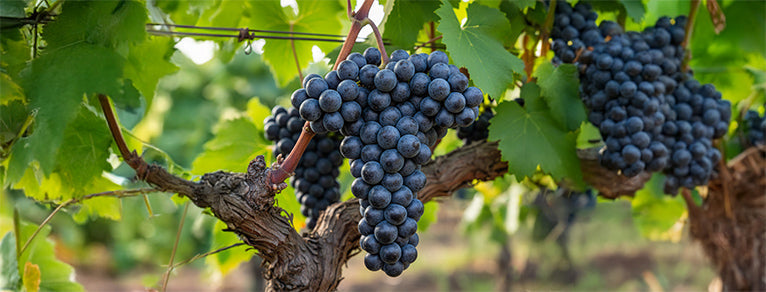 Pinot noir – Rouges fins & Champagnes élégants