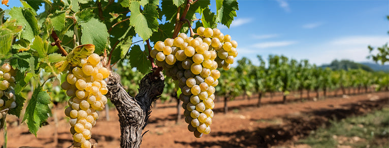 Sauvignon blanc – Blancs frais & iodés