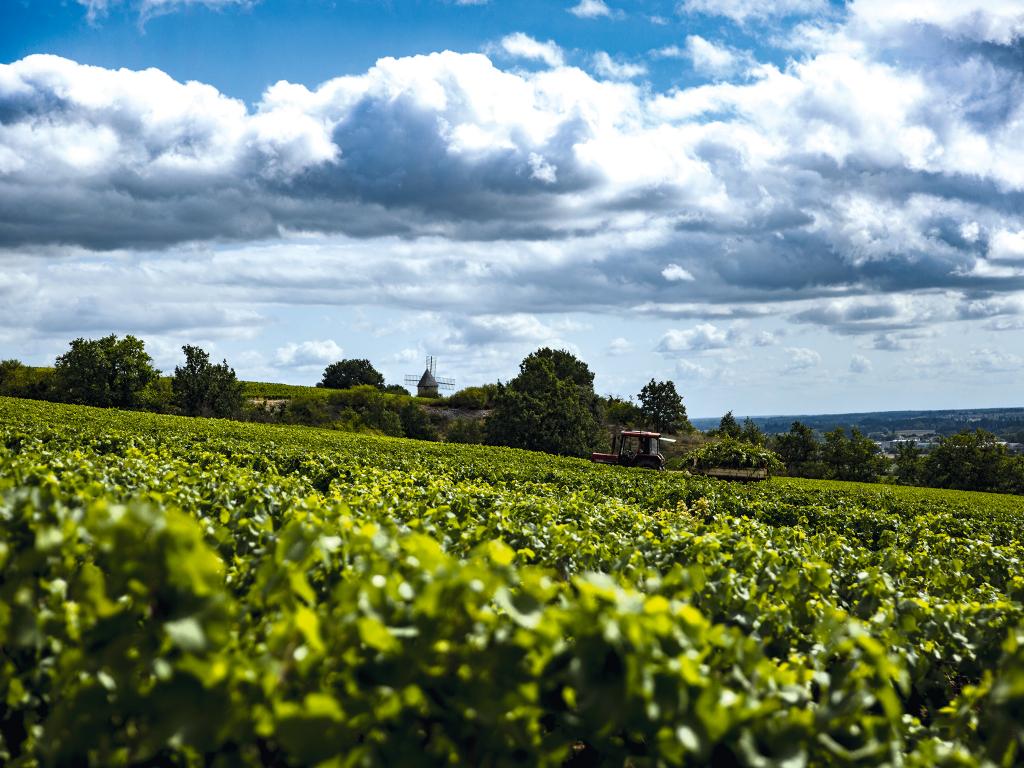 Santenay Premier Cru Beauregard rouge 2019 - Maison Edouard Delaunay