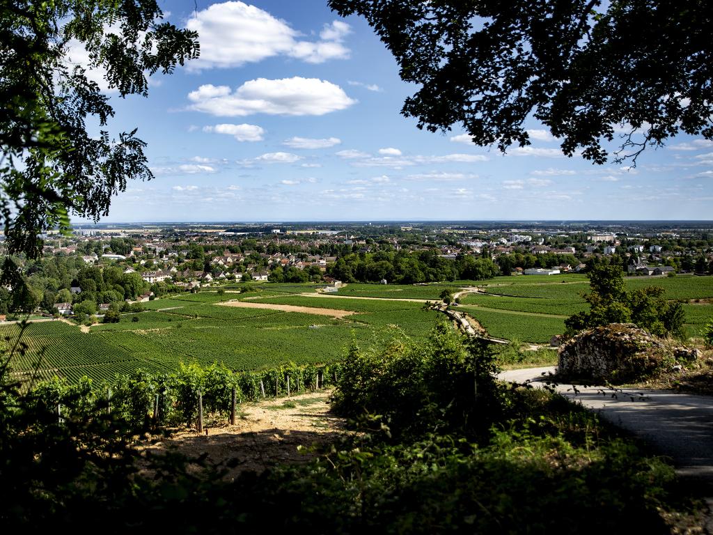 Beaune Premier Cru Les Grèves rouge 2019 - Maison Edouard Delaunay