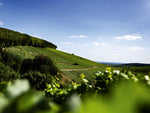 Corton-Charlemagne Grand Cru blanc 2023 - Maison Edouard Delaunay