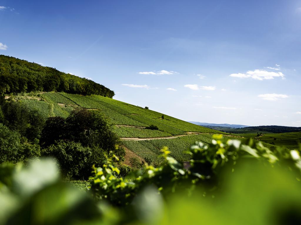 Corton-Charlemagne Grand Cru blanc 2023 - Maison Edouard Delaunay