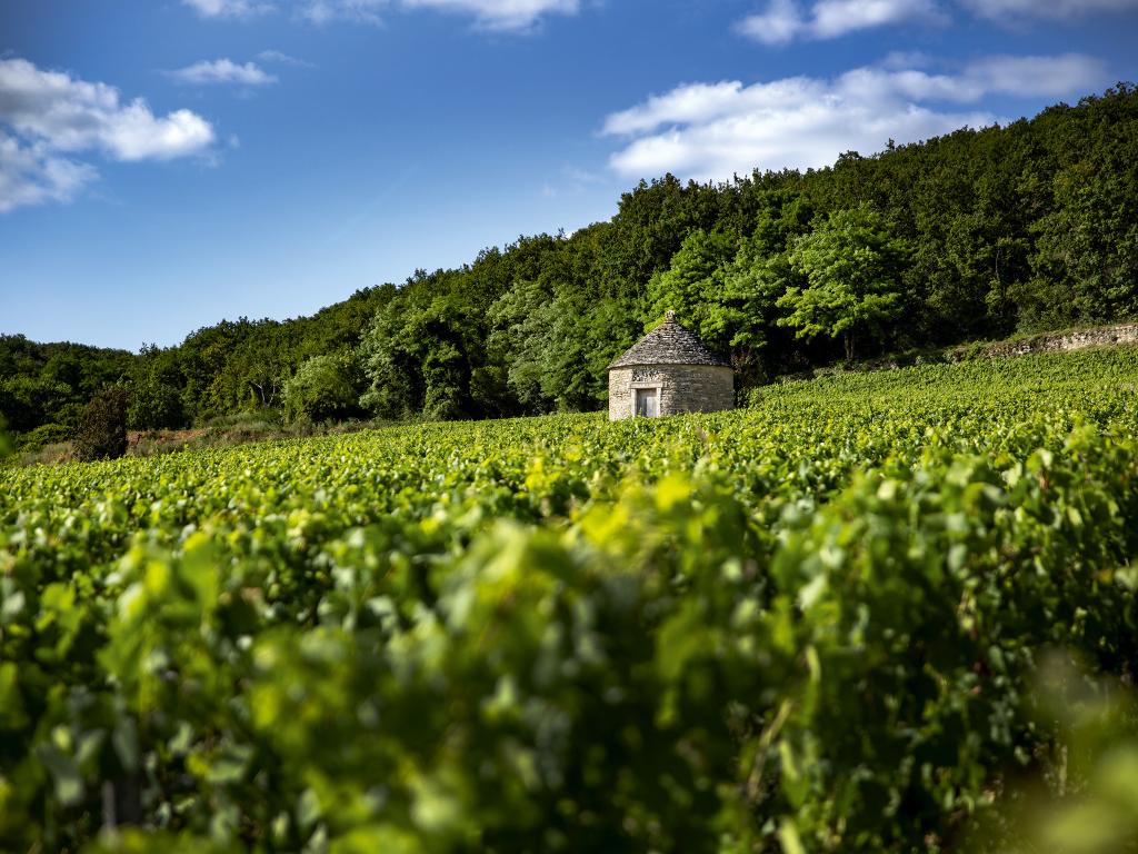 Savigny-lès-Beaune rouge 2022 - Maison Edouard Delaunay