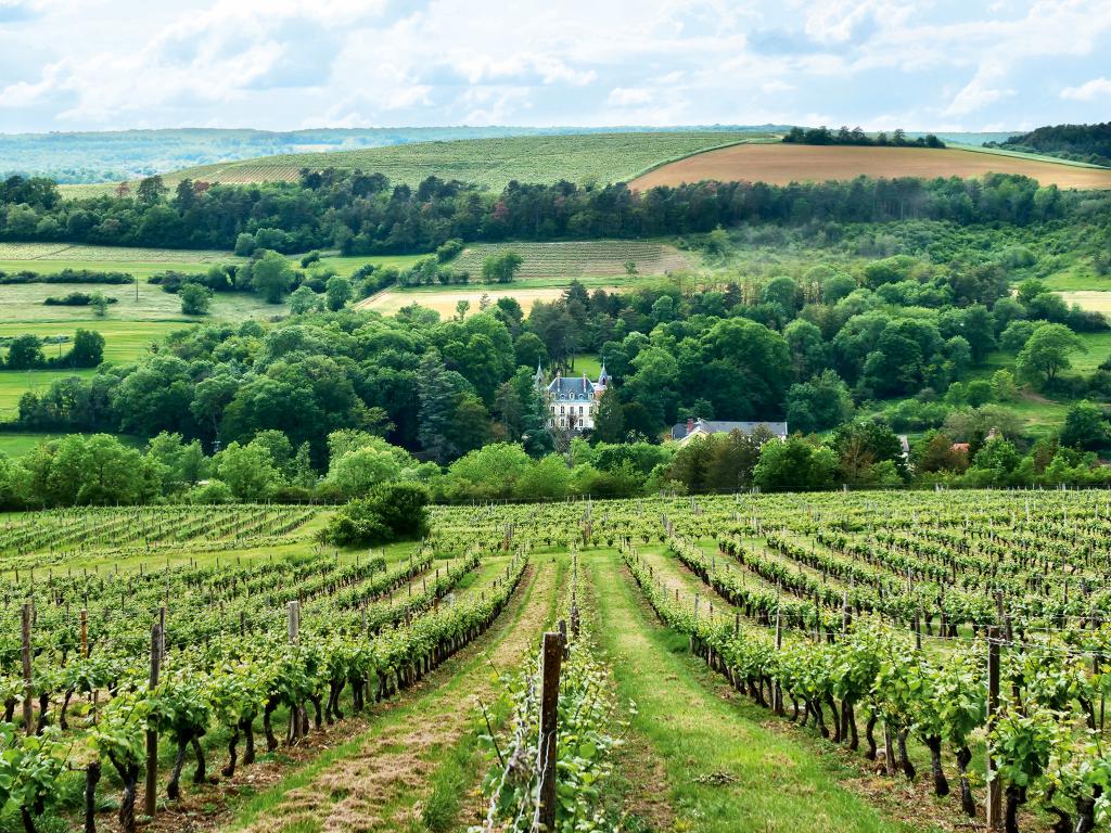 Bourgogne Hautes Côtes de Nuits "Charmont" blanc 2022 - Maison Edouard Delaunay