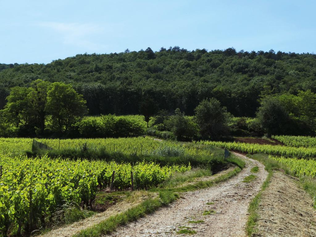 Marsannay "En Combereau" rouge 2021 - Maison Edouard Delaunay