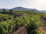 Mourvèdre rouge 2024 - Les Jamelles