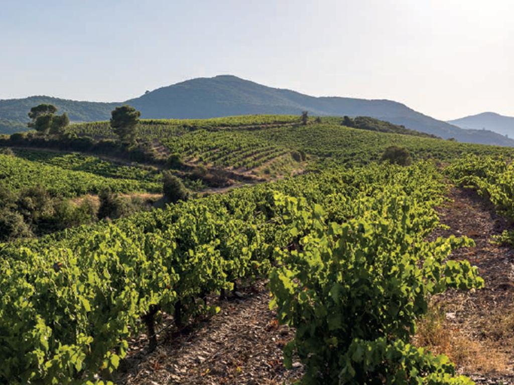 Mourvèdre rouge 2024 - Les Jamelles